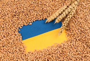 Цього року вже зібрано 21,8 млн тонн зерна, ми виходимо на показники минулого року - Марчук 