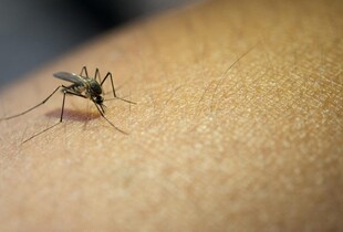 У Львові лікарі дістали з ока чоловіка 12-сантиметрового паразита: симптоми дирофіляріозу 