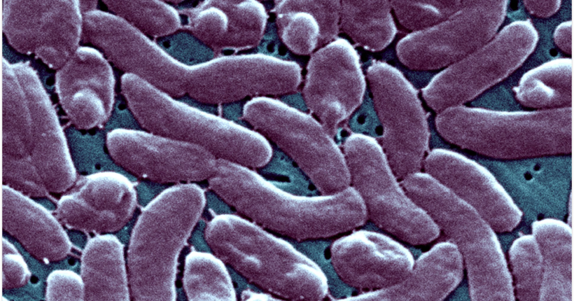 У США зросла кількість випадків зараження бактерією Vibrio vulnificus