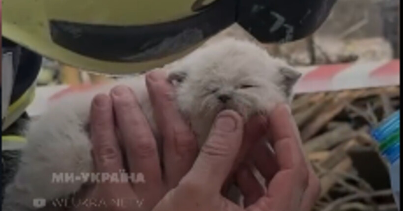 З-під завалів будинку в Лапаївці надзвичайники врятували кошеня (відео)