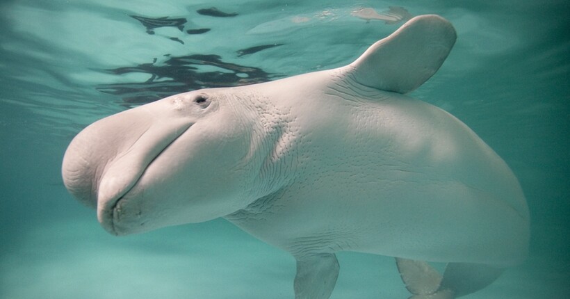 Морський парк Marineland пригрозив умертвити 30 білух: яка причина