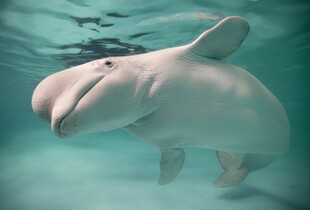 Морський парк Marineland пригрозив умертвити 30 білух: яка причина