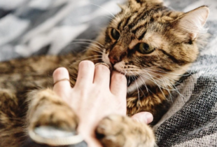 Котячі подряпини: чим можуть бути небезпечні та як правильно їх лікувати 