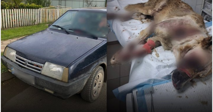 На Івано-Франківщині власник прив'язав собаку та тягнув за автомобілем