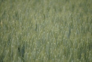 Українські аграрії засіяли понад 4,8 млн га озимих культур