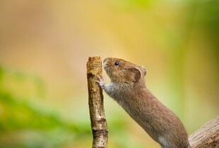 Миші і щурі тікатимуть з оселі: як захистити дачу від гризунів на зиму