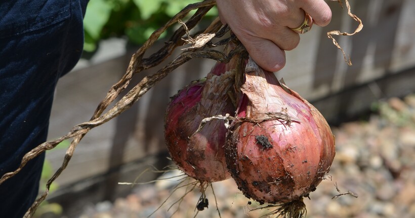 Підзимовий посів у листопаді: що ще можна посадити на городі