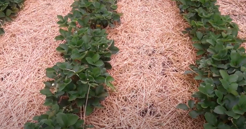 Як укрити полуницю перед морозами — поради для надійного захисту врожаю