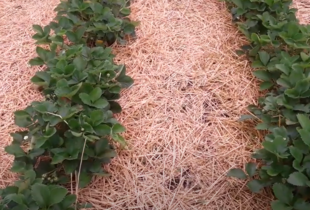 Як укрити полуницю перед морозами — поради для надійного захисту врожаю