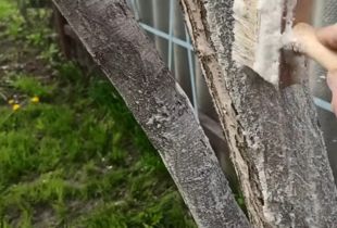 Осіння побілка дерев — чи варто білити сад у листопаді