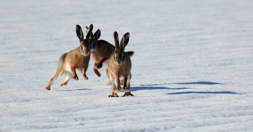 Чим відлякати зайців від саду: найкращі методи збереження молодих дерев