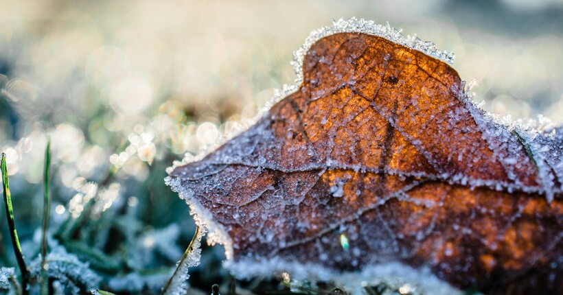 10 важливих робіт у саду та на городі, які потрібно встигнути зробити до морозів