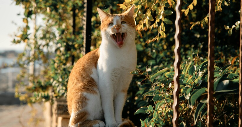 Прикмети листопада — як українці дізнавалися, якою буде зима