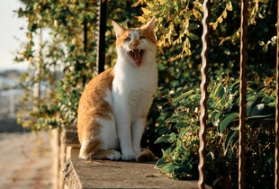 Прикмети листопада — як українці дізнавалися, якою буде зима