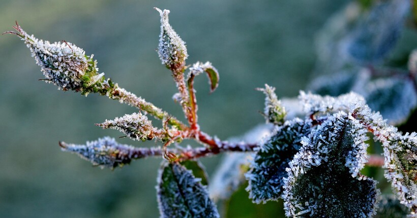 Як укрити троянди на зиму і захистити їх від морозів