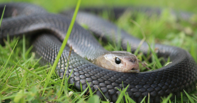 Зміїна нора на подвір’ї: як розпізнати небезпечного сусіда під ногами