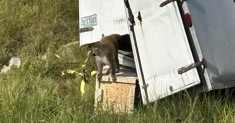 У США після ДТП втекли лабораторні мавпи: тварини нібито заражені COVID та гепатитом С