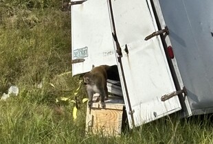 У США після ДТП втекли лабораторні мавпи: тварини нібито заражені COVID та гепатитом С