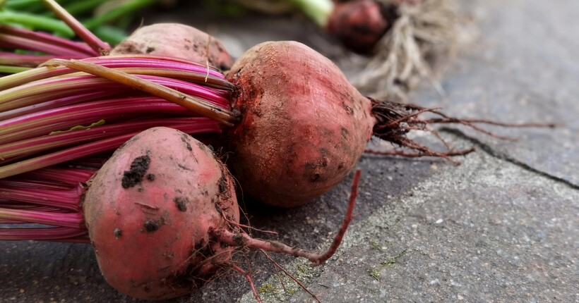 Як заквасити червоний буряк і які смачні страви з нього готувати