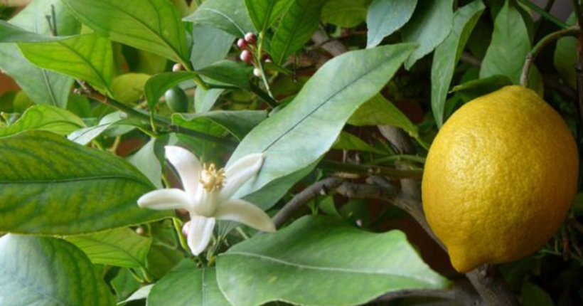 Як виростити лимон вдома: корисні лайфхаки для любителів цитрусових