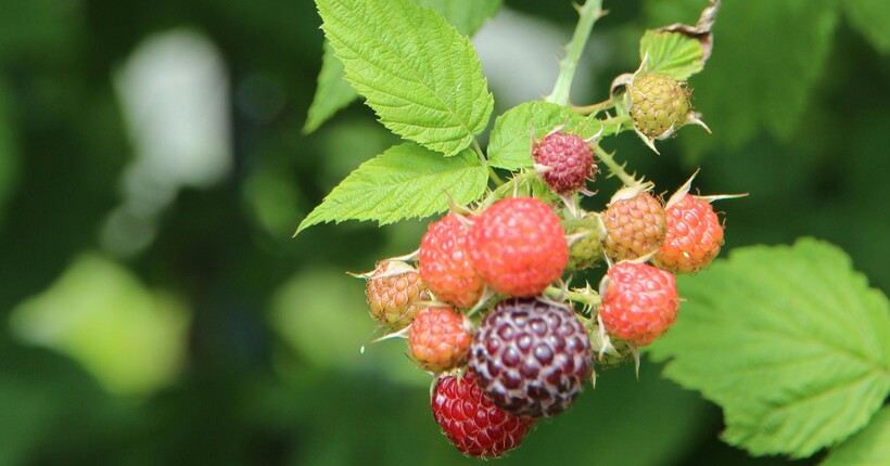 Як захистити молоді кущі малини від перепадів температур