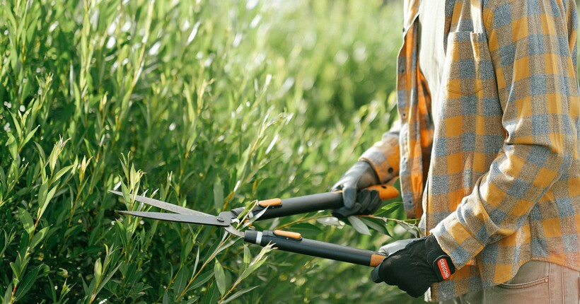 Догляд за декоративними кущами у листопаді — що потрібно зробити перед зимою