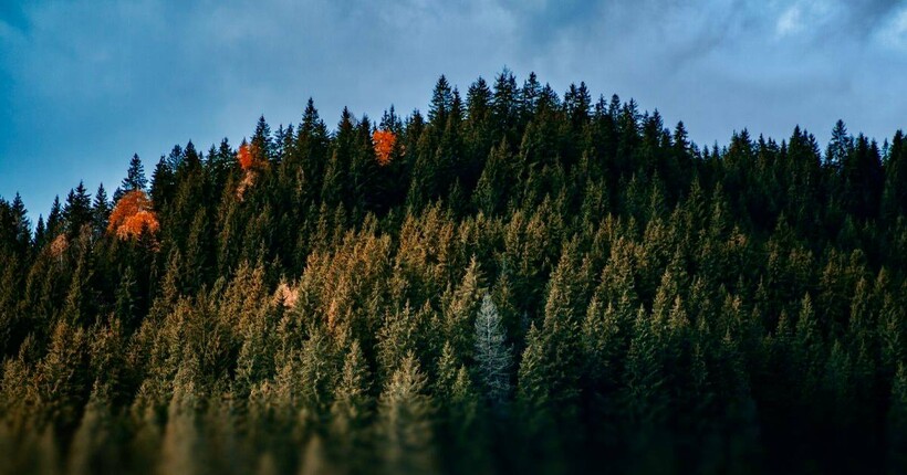 Уряд тимчасово заборонив експорт деревини: яка причина