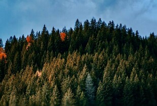 Уряд тимчасово заборонив експорт деревини: яка причина