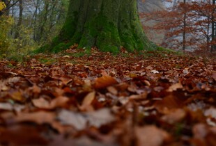 На Україну сунуть синоптичні гойдалки: якою буде погода 4-16 листопада