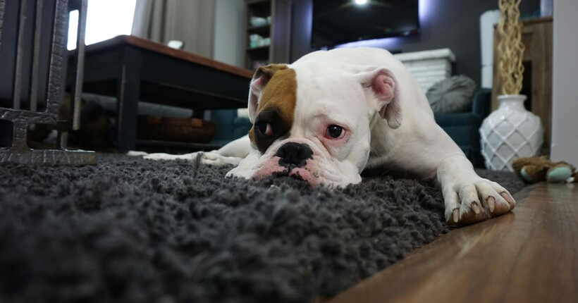 Як почистити килим перед зимою — найкращі способи і засоби