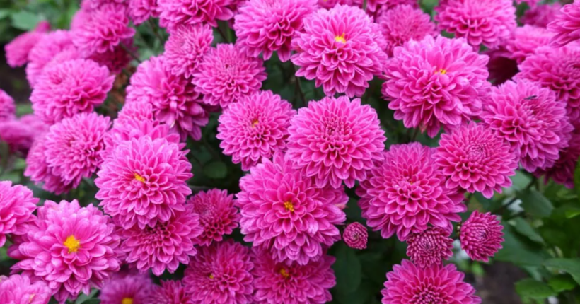 Як правильно розмножувати хризантеми: прості поради для садівників 