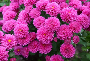 Як правильно розмножувати хризантеми: прості поради для садівників 