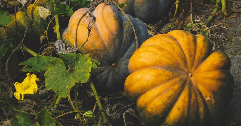 Як правильно зберігати овочі в підвалі — несумісні сусіди