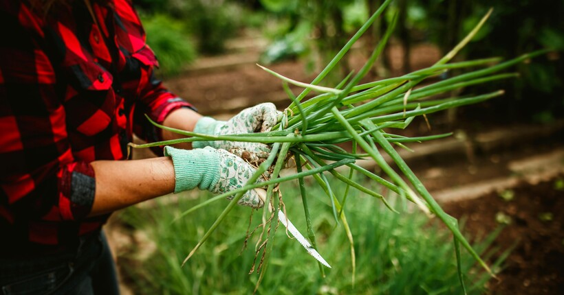 Підлийте озиму цибулю та часник цим добривом: врожаю буде іще більше