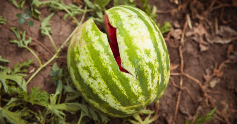 Кавуни в листопаді: чи можна їх ще купувати і яку шкоду вони можуть завдати організму 