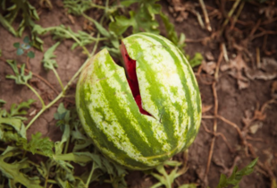 Кавуни в листопаді: чи можна їх ще купувати і яку шкоду вони можуть завдати організму 