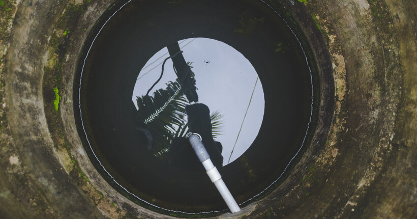 Вода стане чистішою - що посадити біля вигрібної ями 