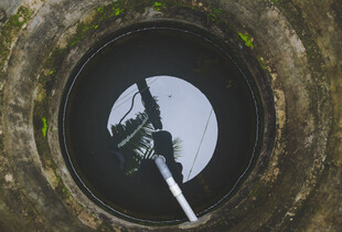 Вода стане чистішою - що посадити біля вигрібної ями 