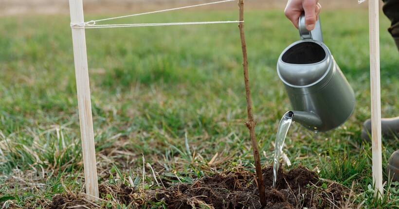Перезимують краще і дадуть гарний врожай - які добрива потрібні дерев в листопажі