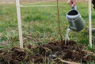 Перезимують краще і дадуть гарний врожай - які добрива потрібні дерев в листопажі