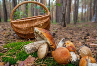 Міфи про гриби: що правда, а що - лісова легенда?