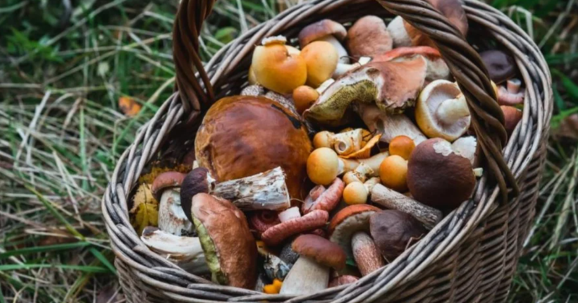 Приготування лисичок і білих грибів: три найбільш незвичні способи 