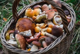 Приготування лисичок і білих грибів: три найбільш незвичні способи 