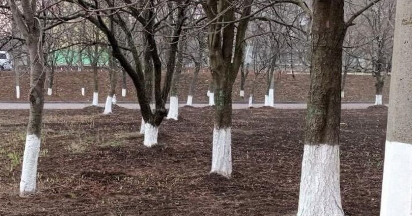 Так ви лише нашкодите — як не можна білити дерева перед зимою