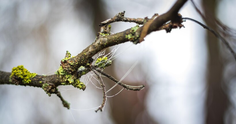 Циклон Niksala принесе в Україну дощі: прогноз погоди на 11 листопада