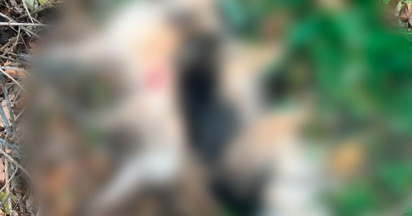 На Харківщині чоловік розстріляв собак, яких вигулювала місцева жінка