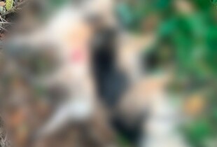 На Харківщині чоловік розстріляв собак, яких вигулювала місцева жінка