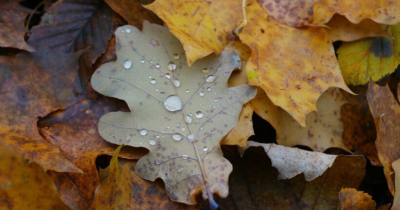 У ДСНС повідомили про погіршення погоди для низки регіонів України 11 листопада