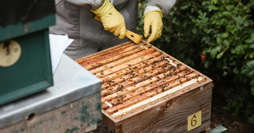 Як готувати пасіку до зими — головні роботи листопада, щоб рій вижив