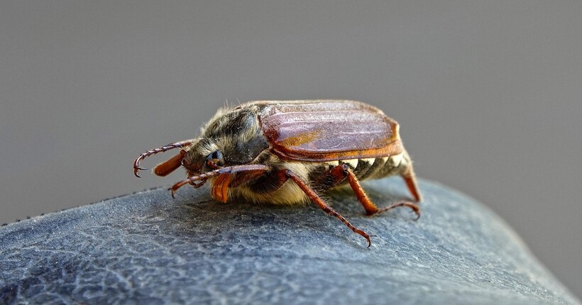 Хрущі на городі: як підготувати землю в листопаді, щоб не було шкідників